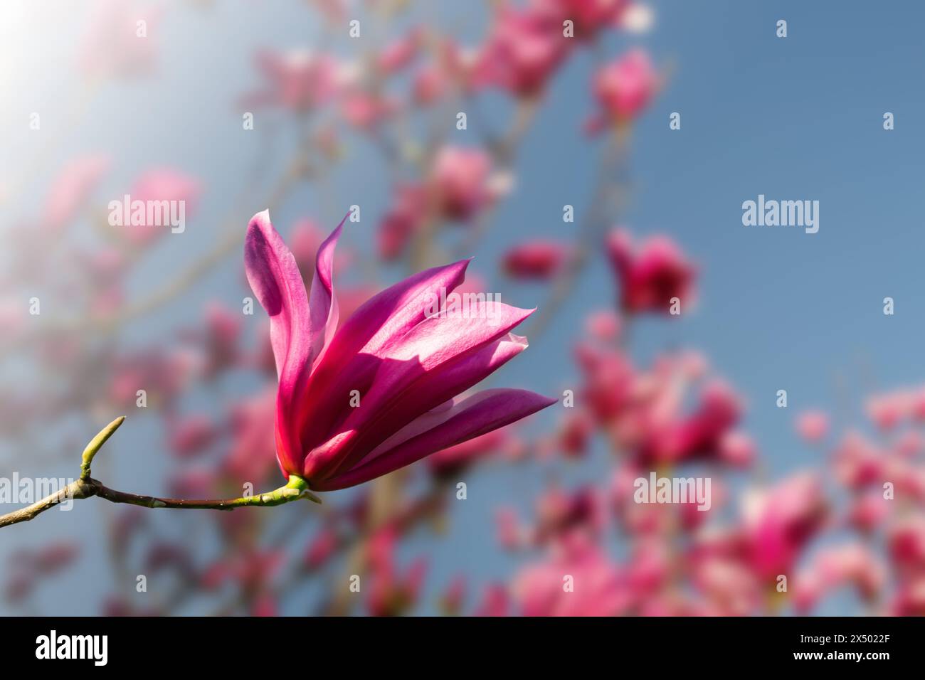 Un singolo fiore di magnolia rosa incorniciato da un cielo blu limpido. Foto Stock