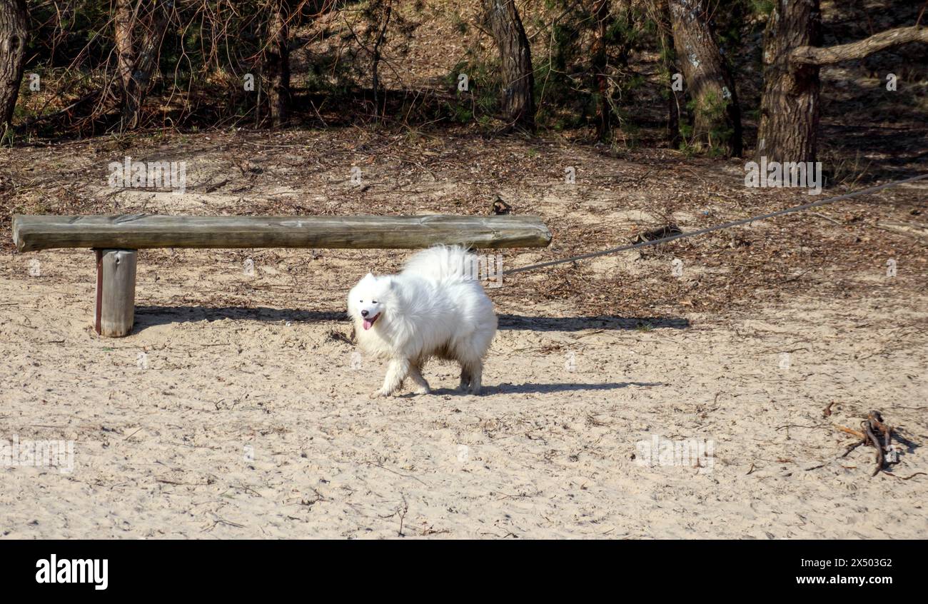 un piccolo cucciolo bianco sta giocando nel parco Foto Stock
