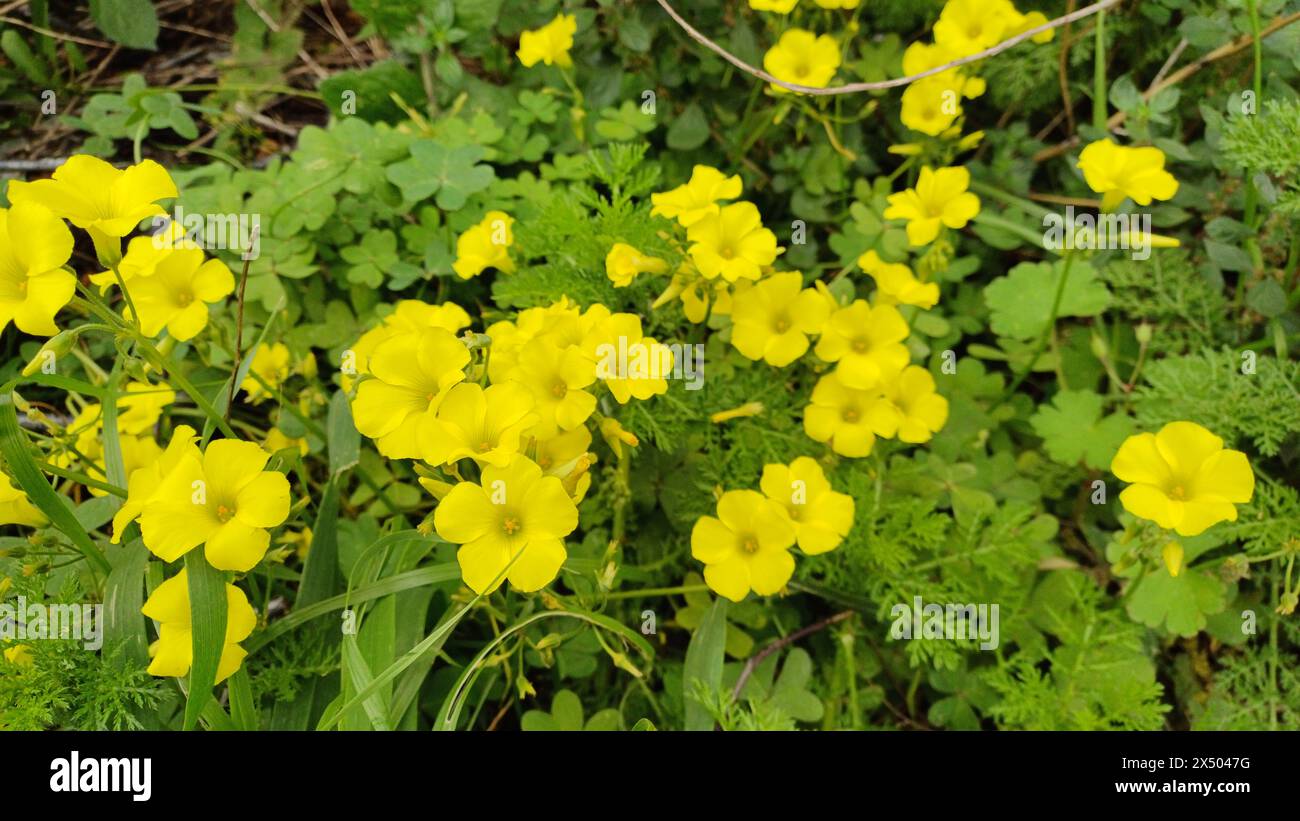 Foglie di bermuda Buttercup pianta fioriscono in natura. Focalizzazione selettiva su alcuni fiori gialli. Foto Stock