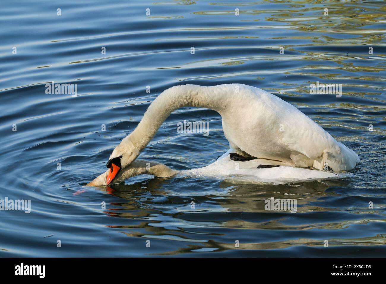 Cigni muti che si accoppiano, lago di Neuchâtel in Svizzera Foto Stock
