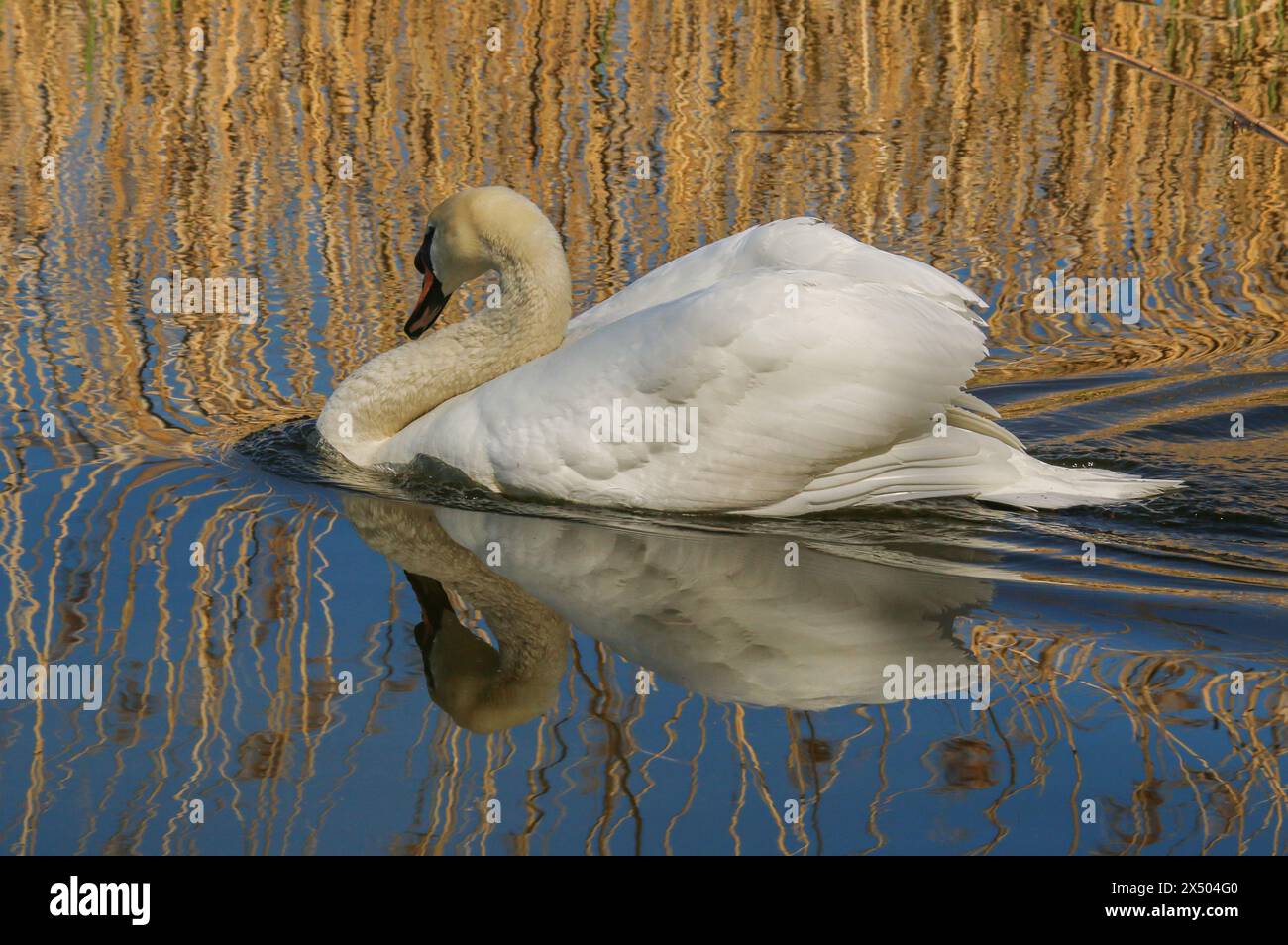 Il cigno muto e il suo riflesso nello stagno, accanto al letto di canne, lago Neuchâtel, Svizzera Foto Stock