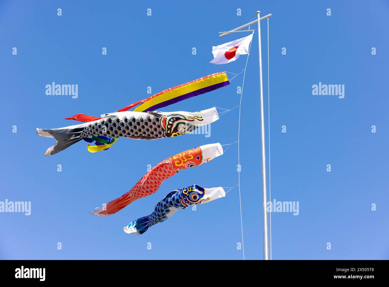 Yokohama, Giappone. 5 maggio 2024. La decorazione tradizionale per bambini (rastrellatori di carpe) con una bandiera giapponese vola nel vento sopra un santuario shintoista durante l'evento Nakizumo. Yokohama, 5 maggio 2024. - 20240505 PD2707 credito: APA-PictureDesk/Alamy Live News Foto Stock