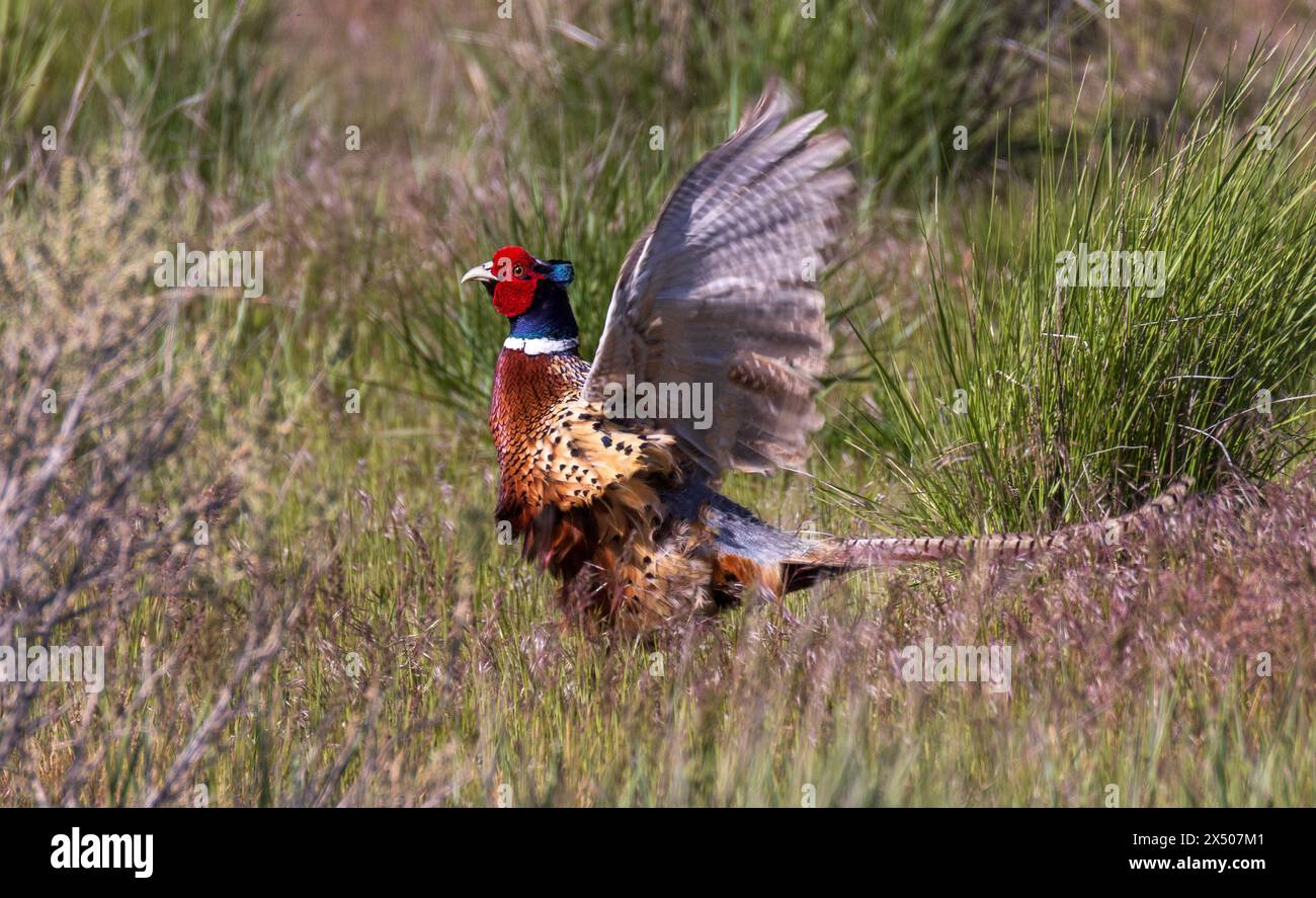 Un bellissimo fagiano maschio con collo ad anello (Phasianus colchicus) sbatte le ali e i corvi a Farmington Bay WMA, Farmington, Davis County, Utah, USA. Foto Stock
