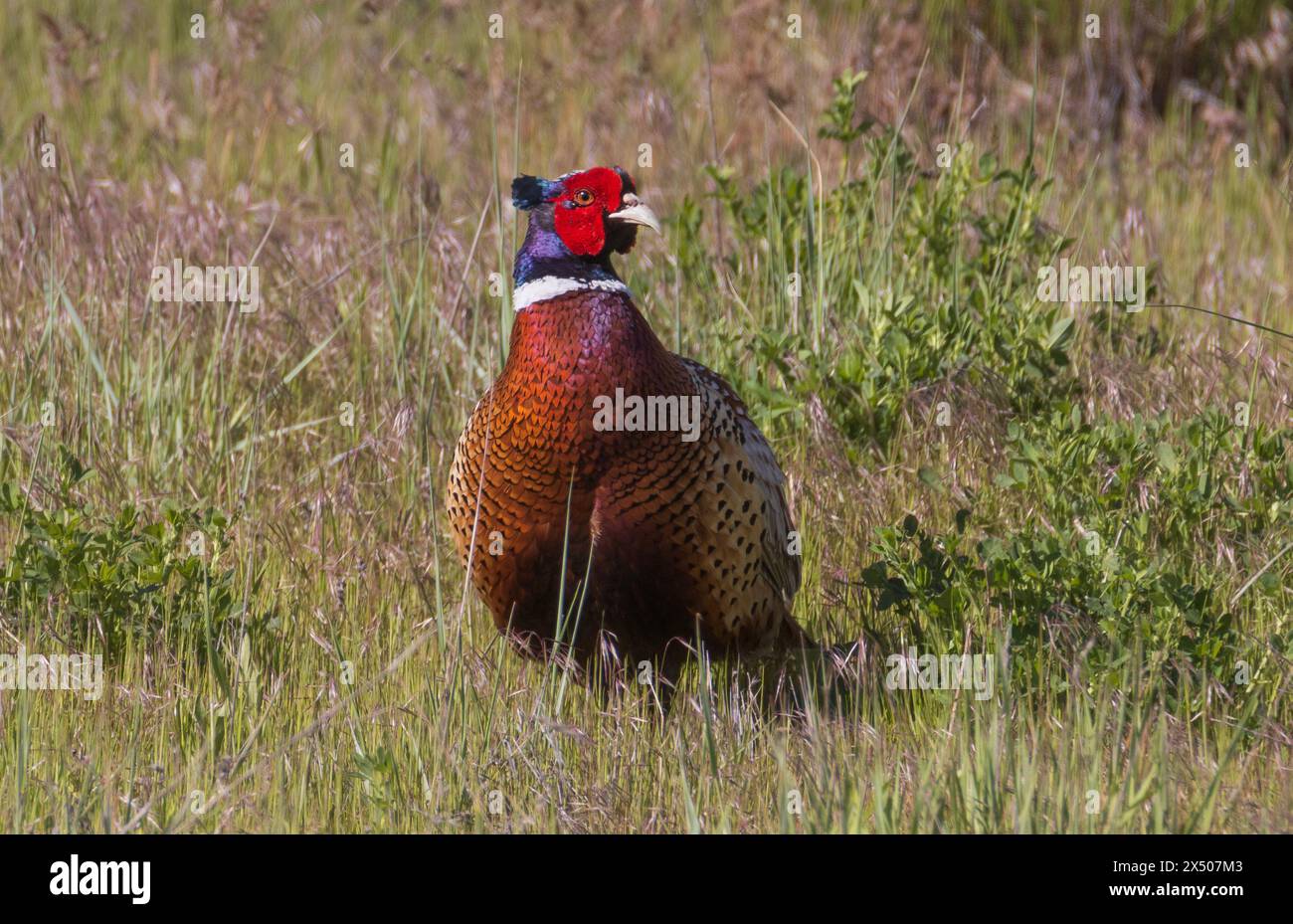 Un bellissimo fagiano maschio con collo ad anello (Phasianus colchicus) a Farmington Bay WMA, Farmington, Davis County, Utah, Stati Uniti. Foto Stock