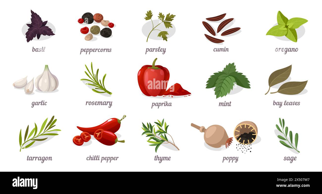 Spezie ed erbe. Ingredienti aromatici biologici per cucinare, cucina messicana indiana, striscione piatto a cartoni animati con diversi tipi di semi e foglie Illustrazione Vettoriale