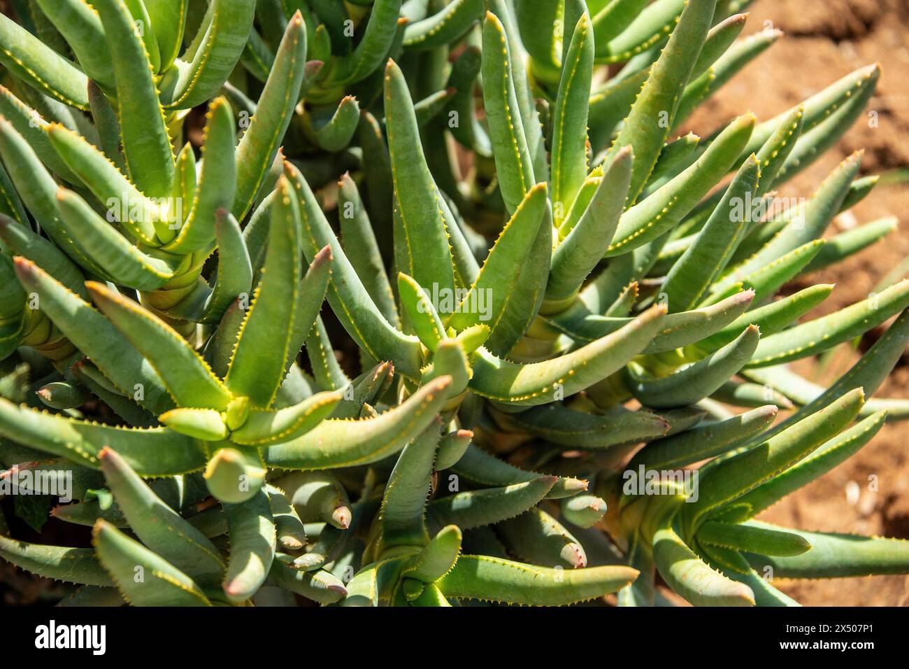 Una giovane Aloe ramosissima in via di estinzione o Maiden's Quiver Tree che cresce vicino a Oranjemund in Namibia. Foto Stock