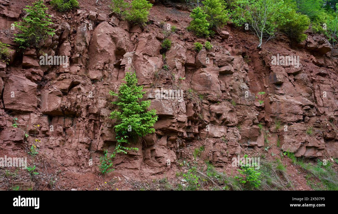 Alberi nel muro di pietra di una cava. Foto Stock