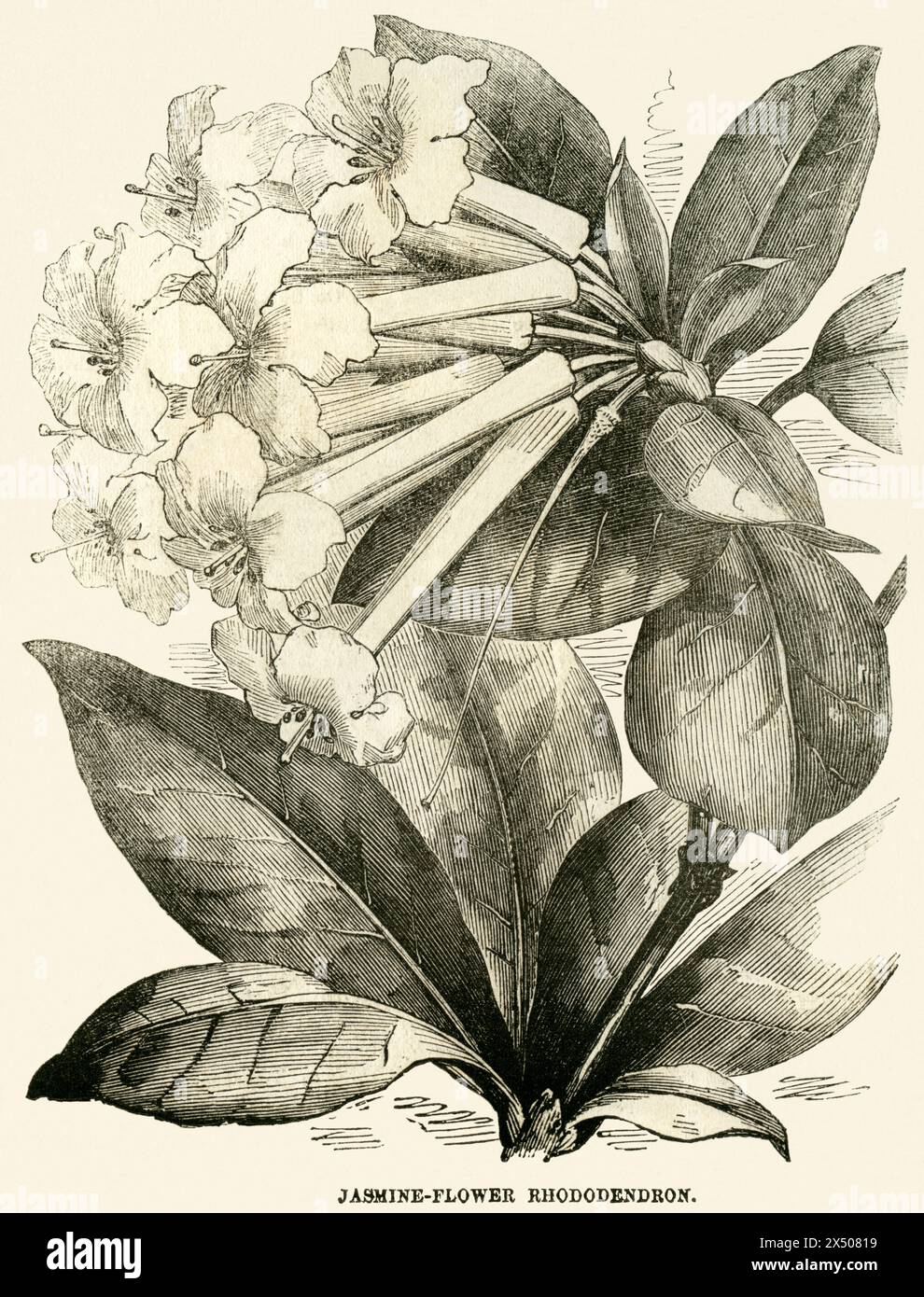 Botanica, Jasmine-Flower Rhododendron, illustrazione di un giornale di lingua inglese, maggio 1855, il COPYRIGHT DELL'ARTISTA NON DEVE ESSERE CANCELLATO Foto Stock