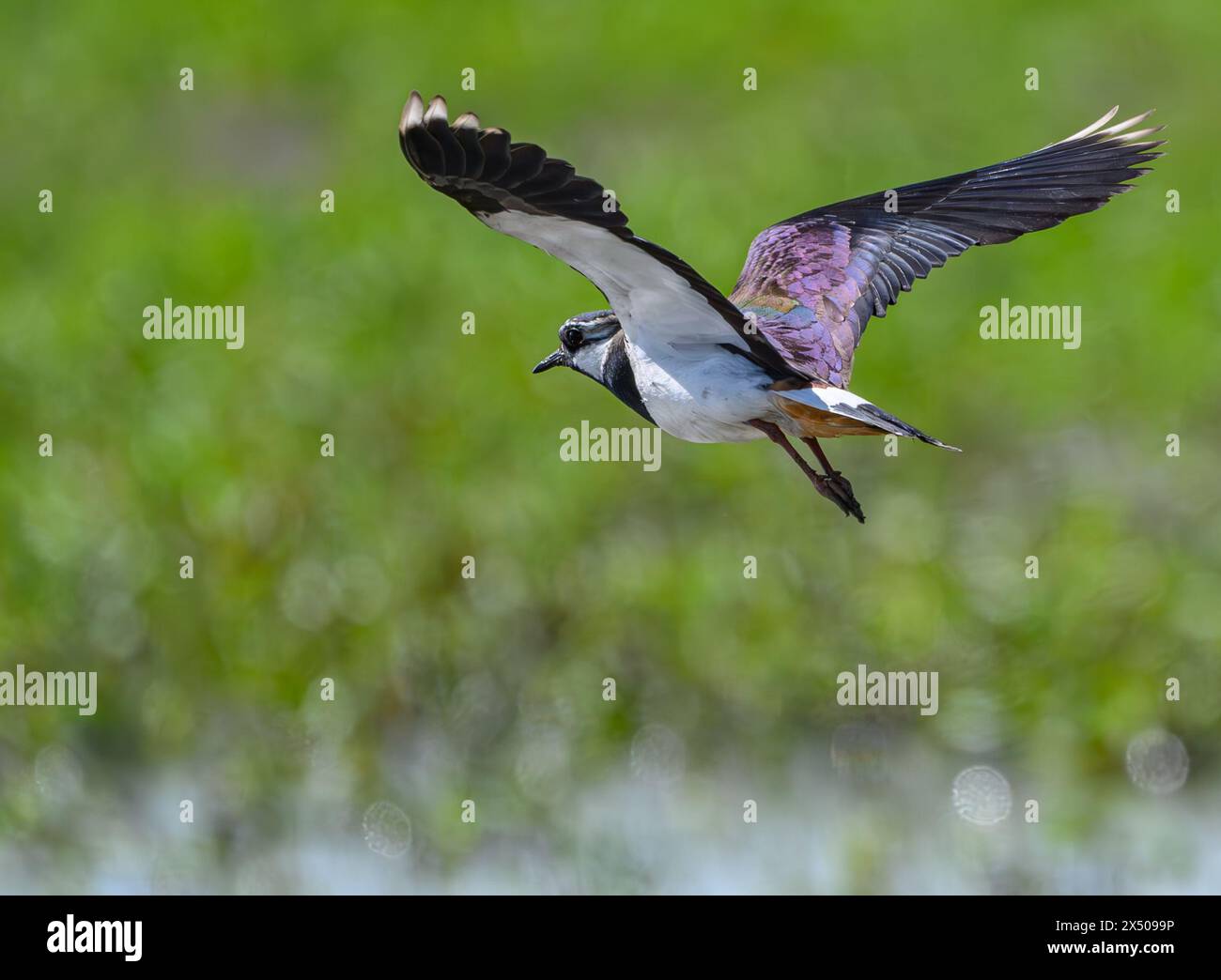 Reitwein, Germania. 3 maggio 2024. Un lapwing (Vanellus vanellus). L'ormai raro uccello prato con le sue impressionanti piume decorative sulla testa è stato nominato "uccello dell'anno 2024". Crediti: Patrick Pleul/dpa/Alamy Live News Foto Stock