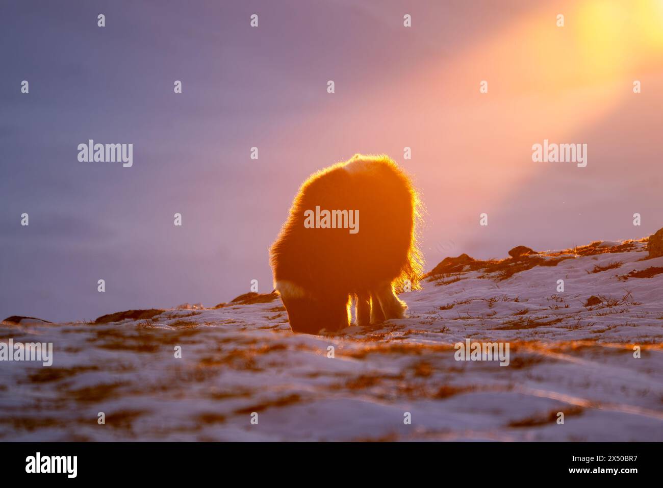 Bellissimo ritratto di un bue muschiato nella neve in cerca di qualcosa da mangiare tra pietre, cespugli e muschio con un bellissimo tramonto in una landsca innevata Foto Stock