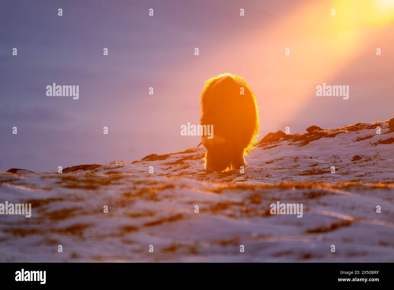 Bellissimo ritratto di un bue muschiato nella neve in cerca di qualcosa da mangiare tra pietre, cespugli e muschio con un bellissimo tramonto in una landsca innevata Foto Stock