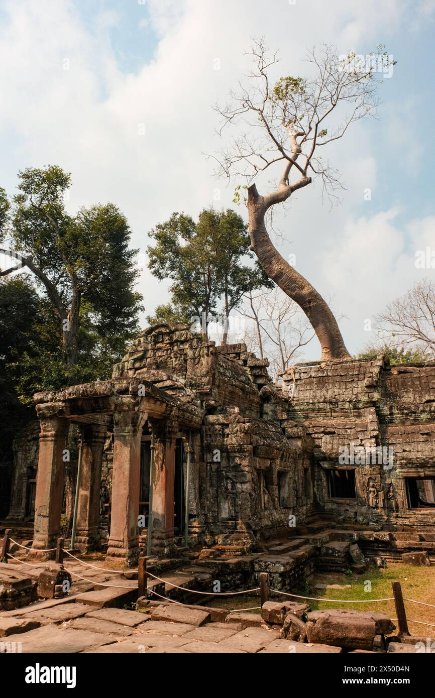 Tra le antiche strutture di Angkor Wat, alberi lussureggianti e vegetazione vibrante creano un baldacchino naturale, che si intreccia con la pietra intemprata per formare un danno Foto Stock