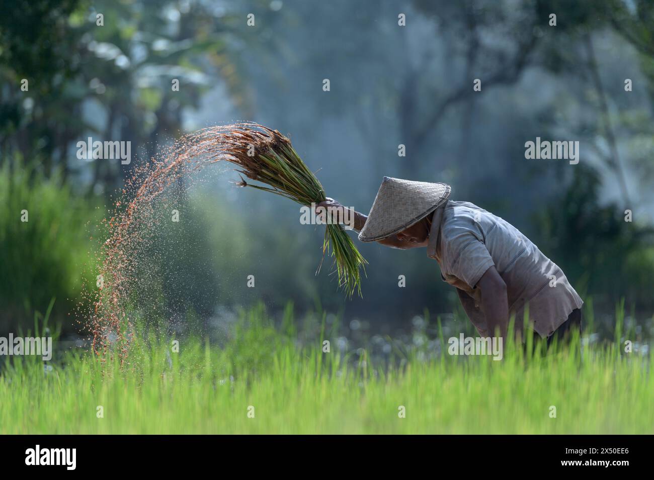 Agricoltore in una risaia che raccoglie piante di riso, Thailandia Foto Stock