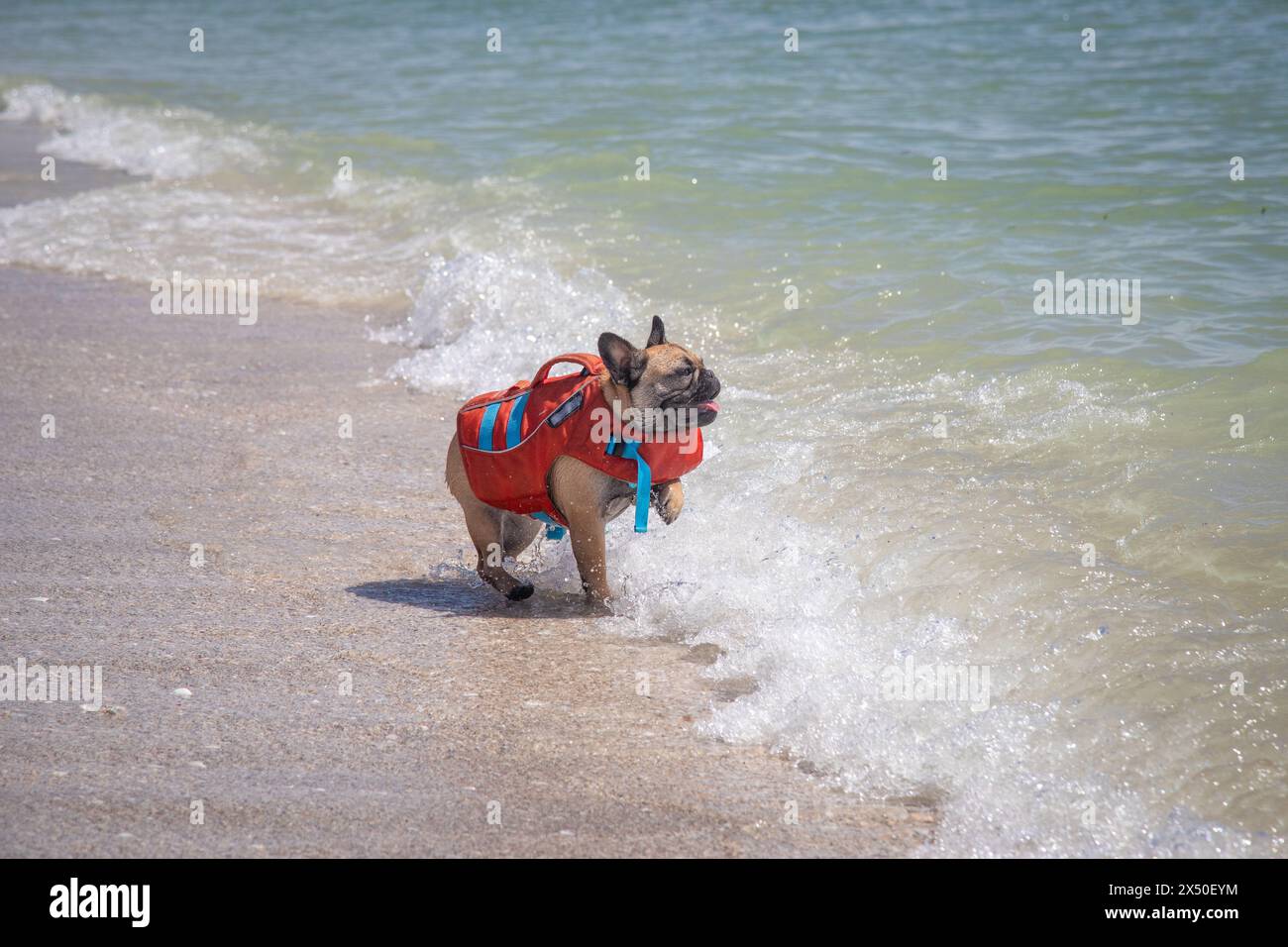 Bulldog francese che indossa un giubbotto salvagente in piedi a Ocean surf, Florida, Stati Uniti Foto Stock