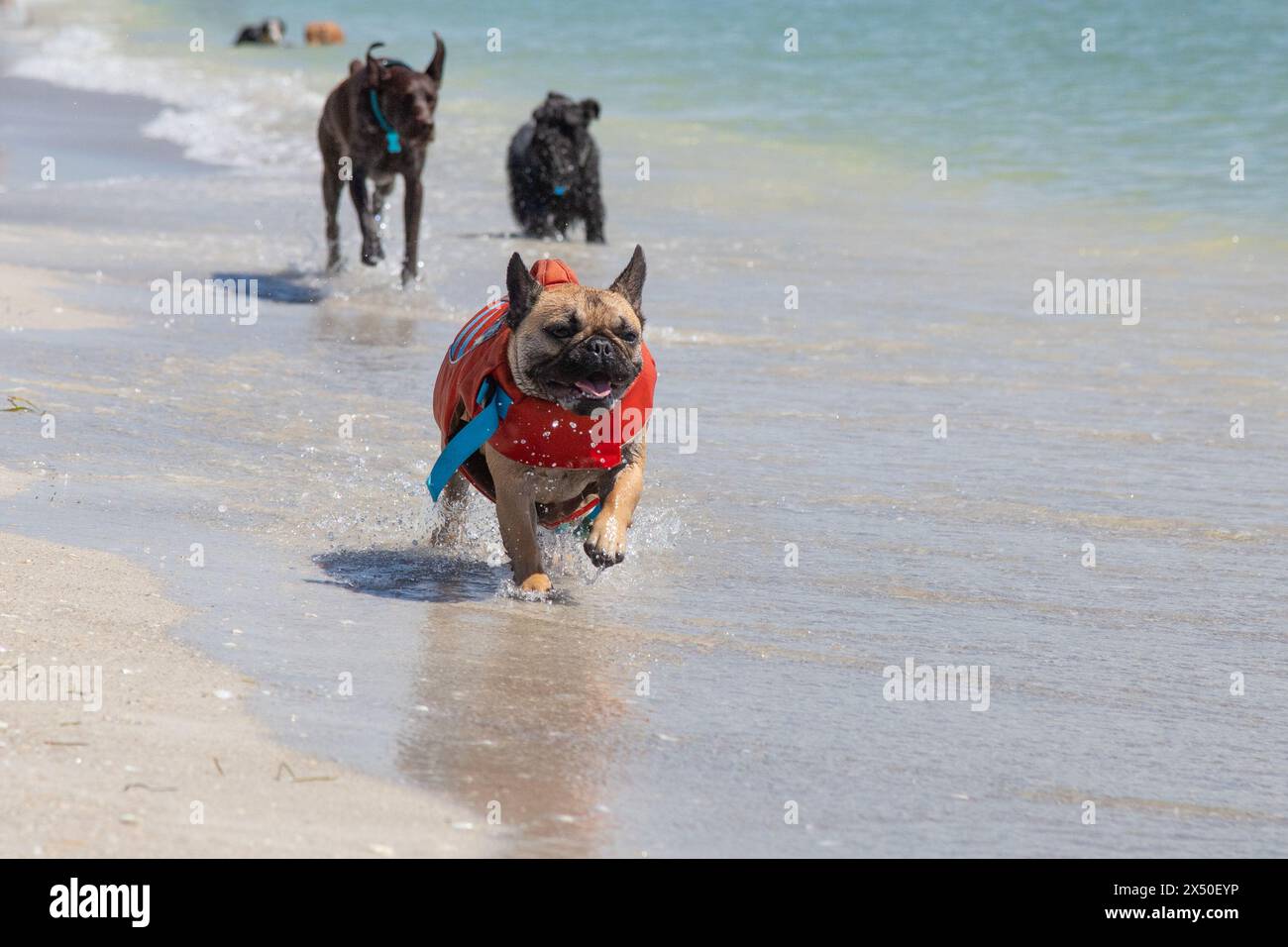 Bulldog francese che indossa un giubbotto salvagente che corre sulla spiaggia con un puntatore a pelo corto tedesco e un cockapoo, Florida, Stati Uniti Foto Stock