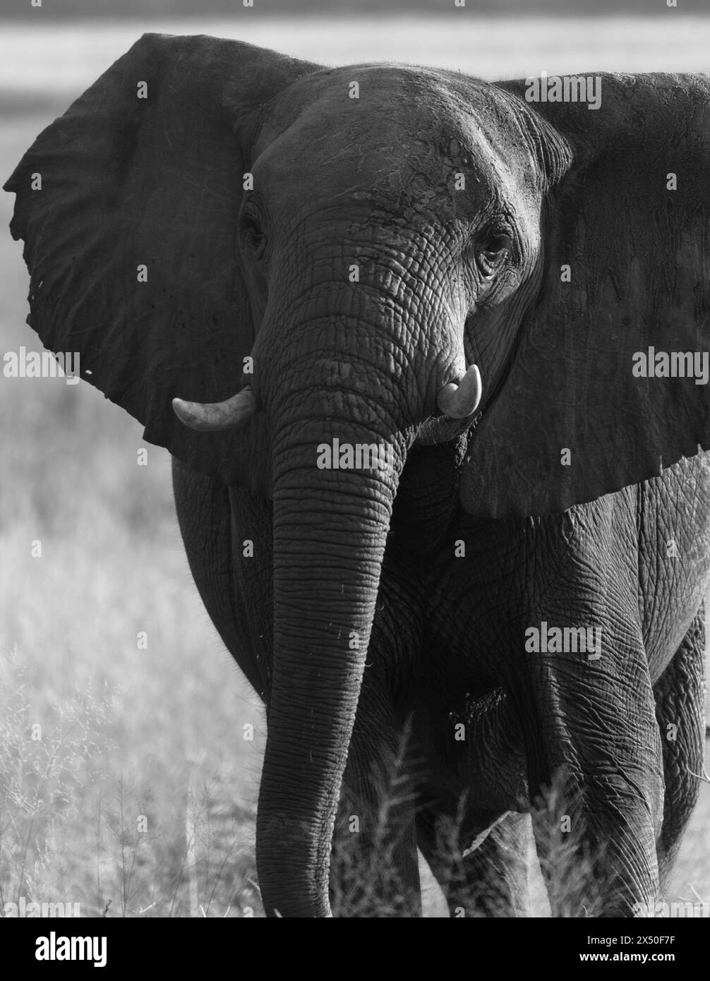 Un singolo elefante cammina nella savana. Fotografia in bianco e nero. Parco nazionale del Chobe, Botswana, Africa. Primo piano Foto Stock
