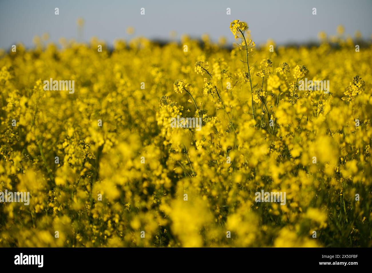 Un campo di colza in fiore con diverse piante in fiore che spiccano canola Foto Stock