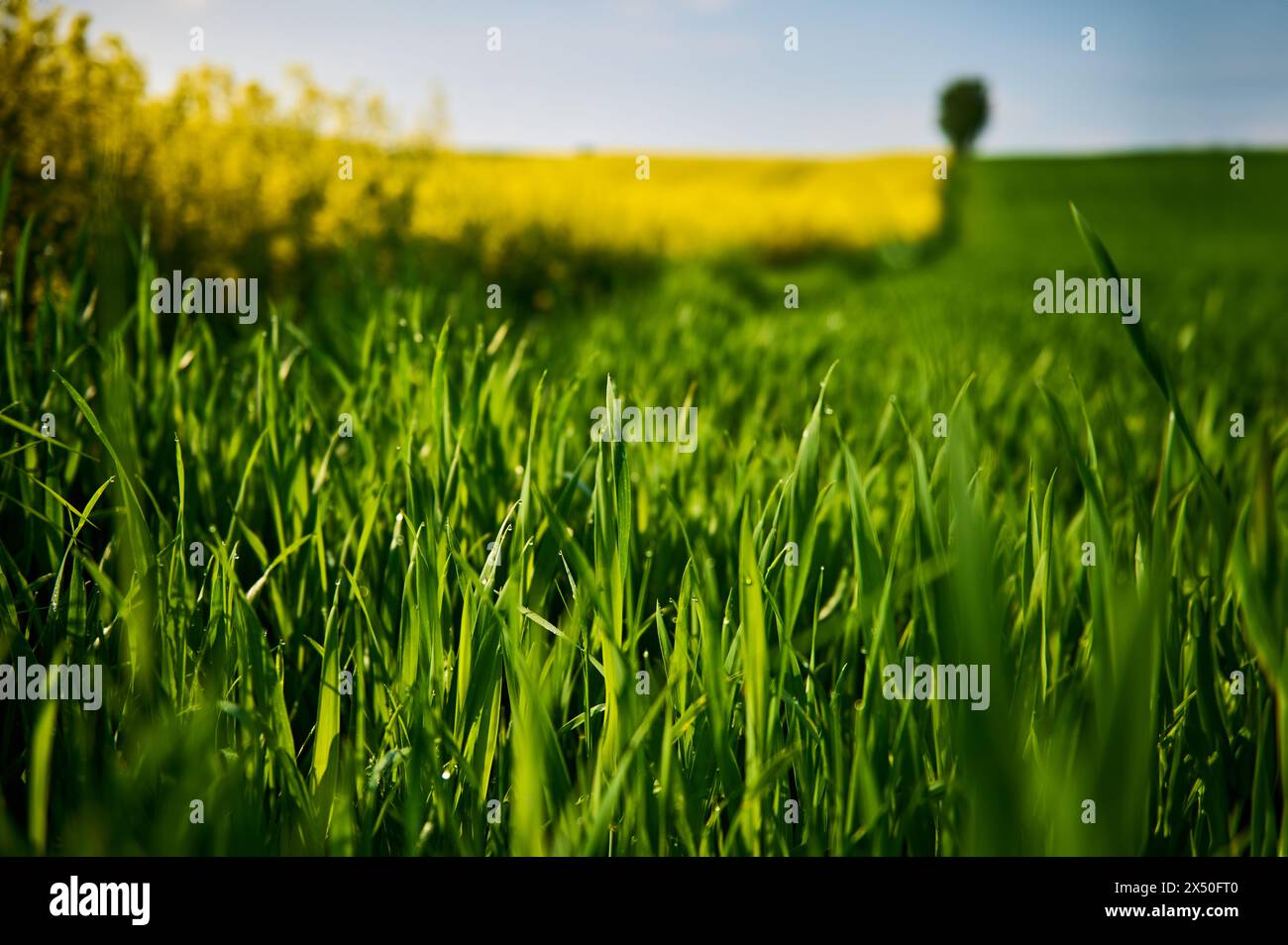 Tra i campi di colza e grano c'è un campo pittoresco dove una betulla solitaria si erge orgogliosamente sotto il cielo blu Foto Stock