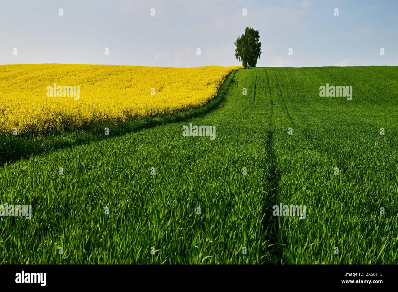 Ai margini dei campi di colza e grano, in un'ampia lacuna, cresce una singola betulla, creando un accento unico nel paesaggio primaverile Foto Stock