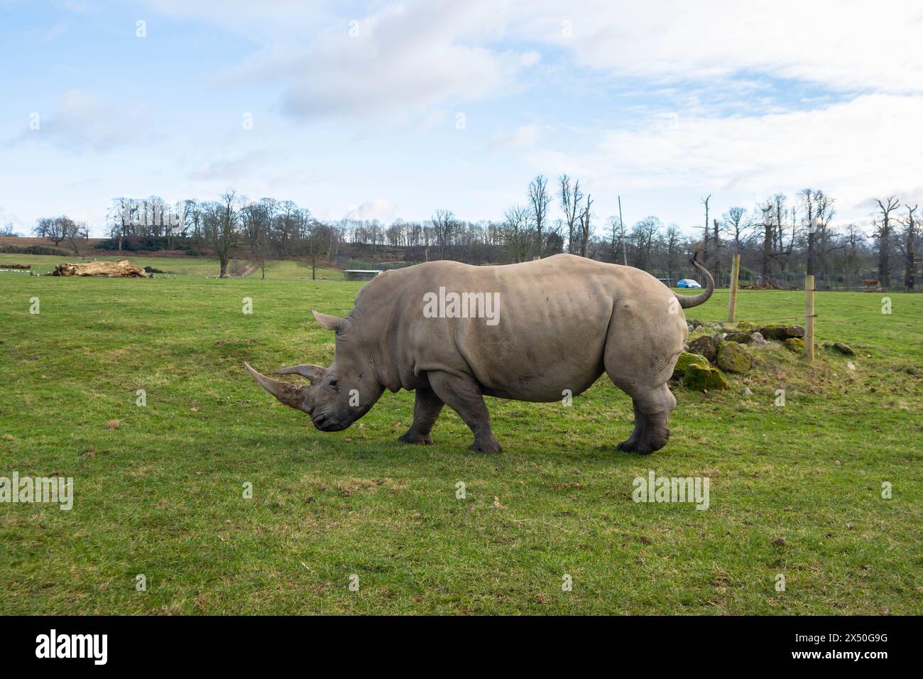Fotografia di un rinoceronte che cammina in un parco safari in Inghilterra Foto Stock