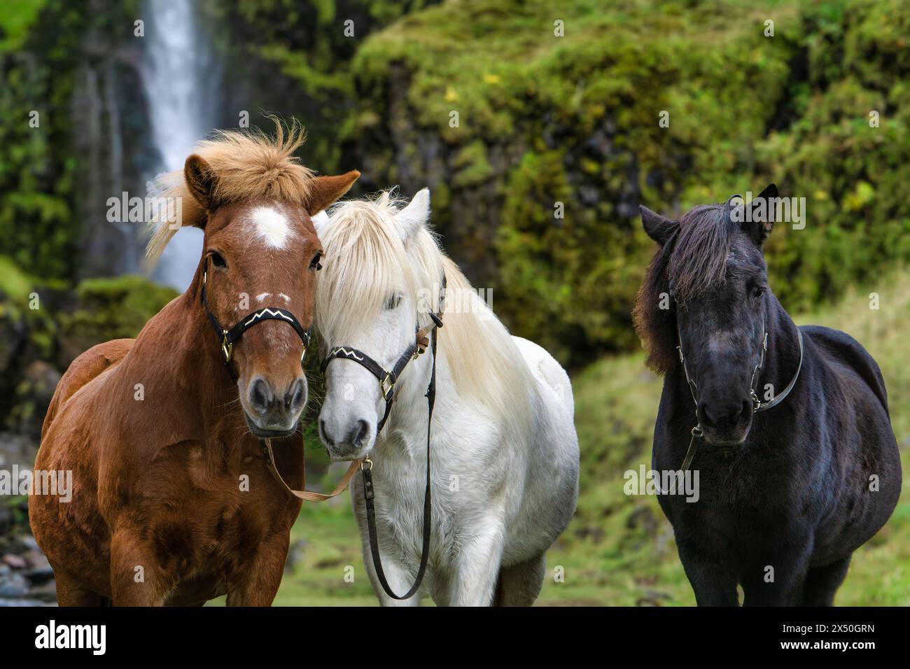 Primo piano di tre diversi cavalli islandesi di colore, in piedi di fronte a Irarfoss, Islanda meridionale, Islanda Foto Stock