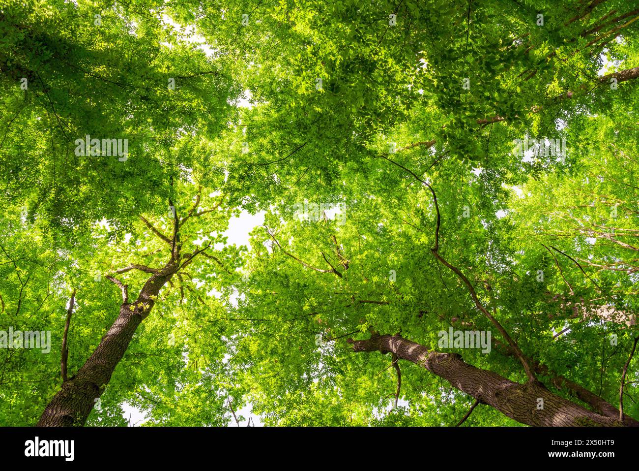 Verde denso fogliame sui rami degli alberi Foto Stock