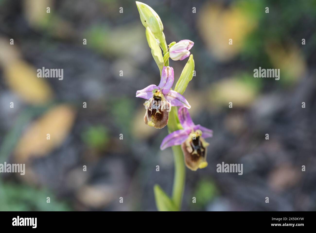 Fiori dell'orchidea Ophrys fuciflora oblita (alias Ophrys episcopalis) in Turchia Foto Stock