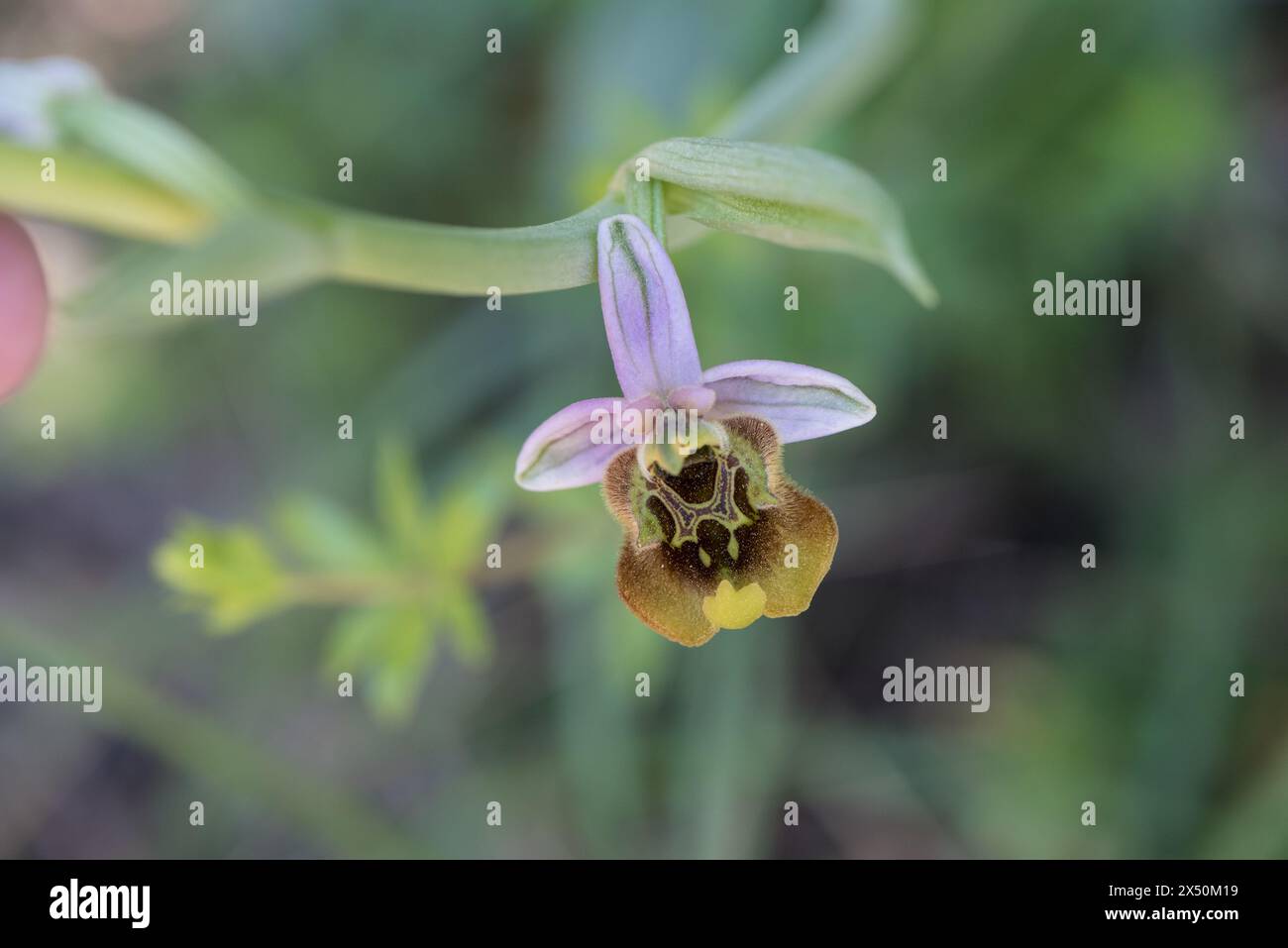 Fiore dell'orchidea Ophrys fuciflora oblita (alias Ophrys episcopalis) in Turchia Foto Stock