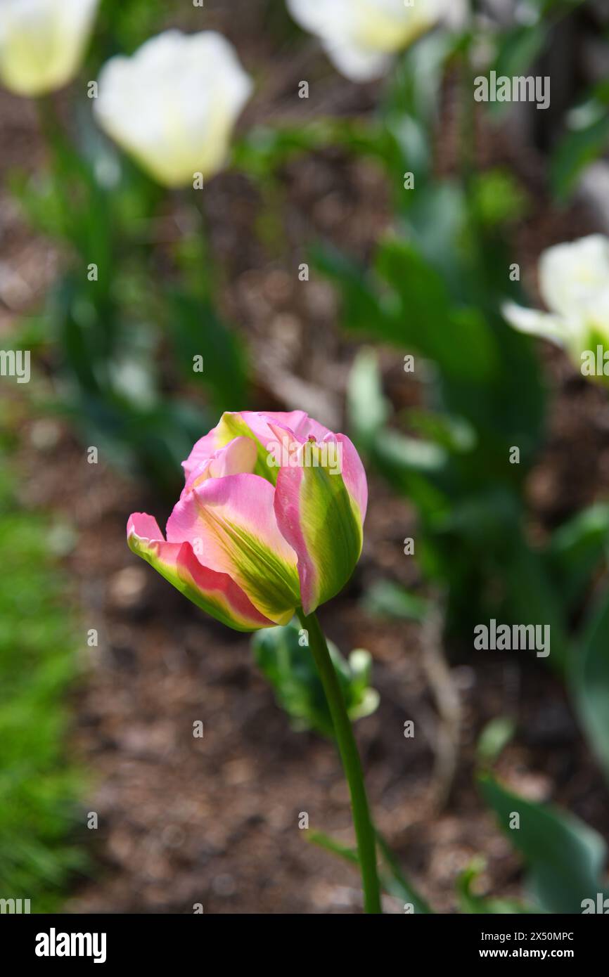Tulipani rosa con bordi frangiati Foto Stock