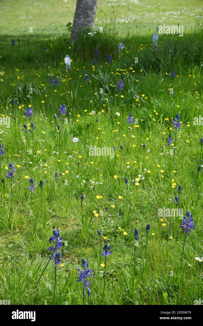 No tosaerba May Foto Stock
