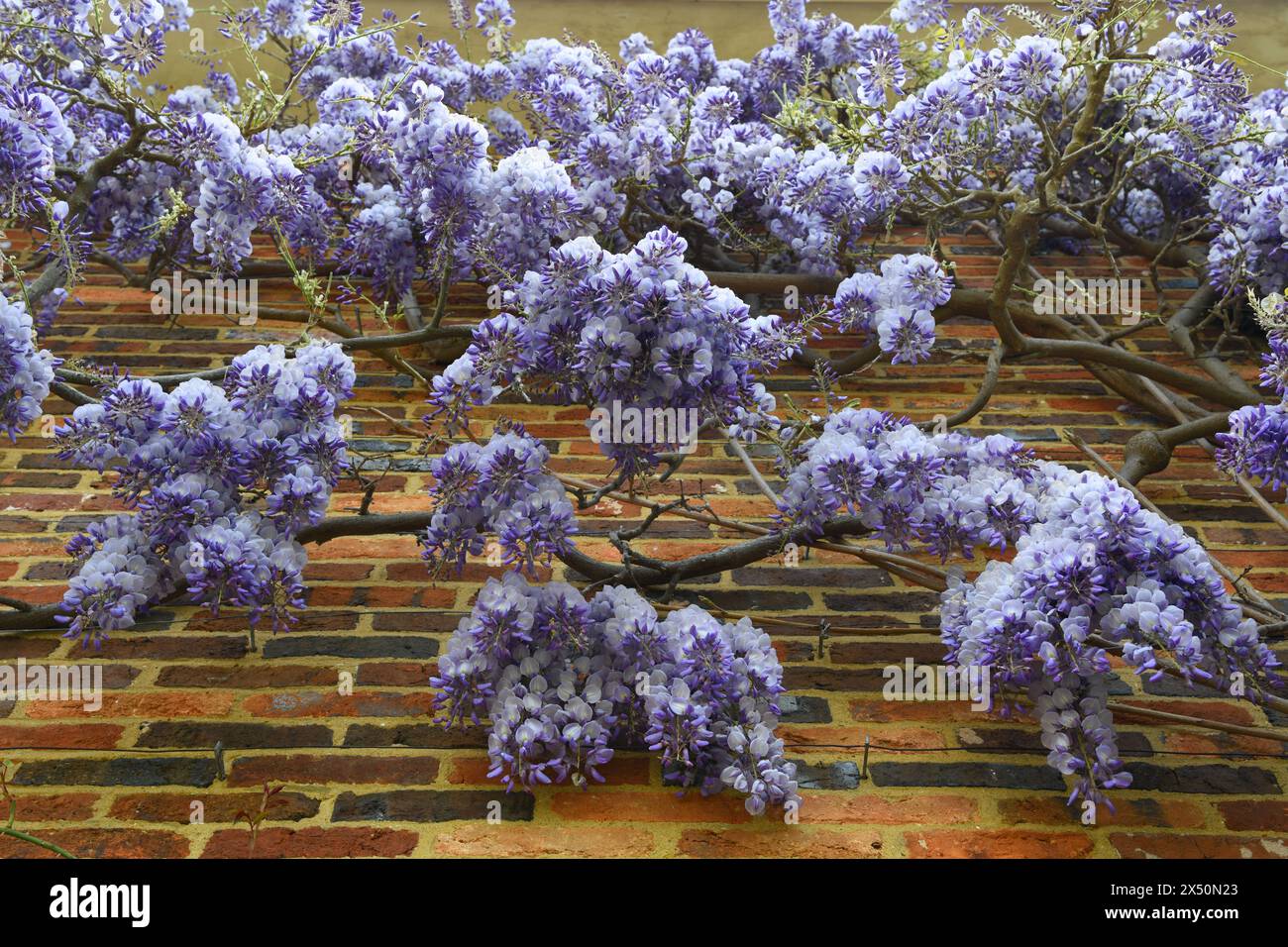 Wisteria in piena fioritura su un muro Foto Stock