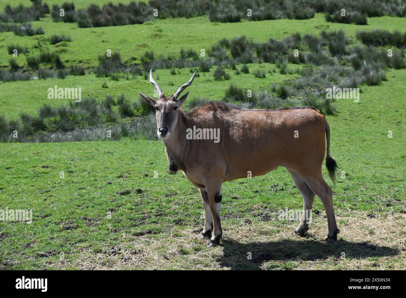 Eland comune Foto Stock