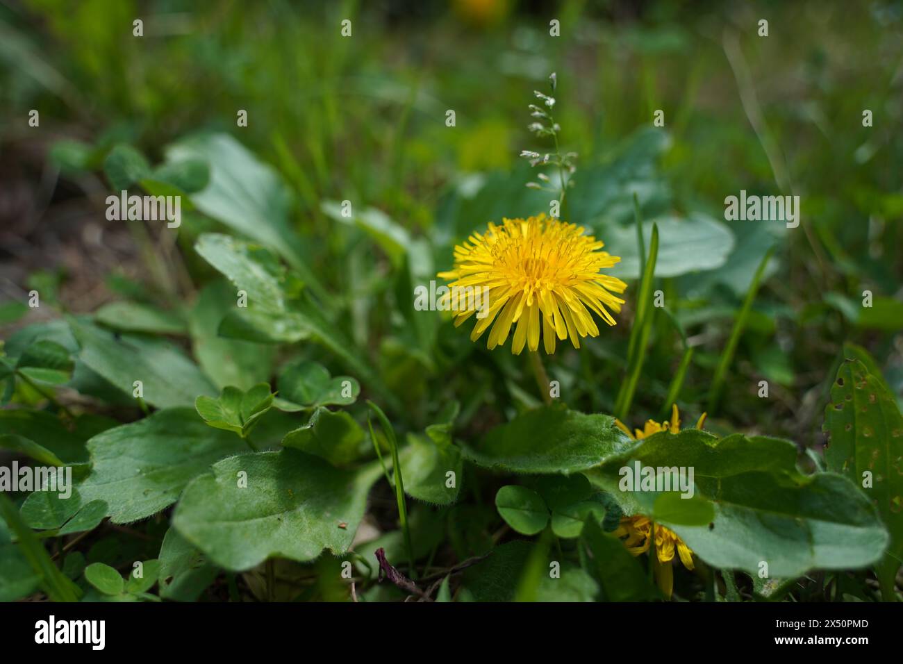 Fiori di dente di leone giallo su un prato verde in primavera Foto Stock
