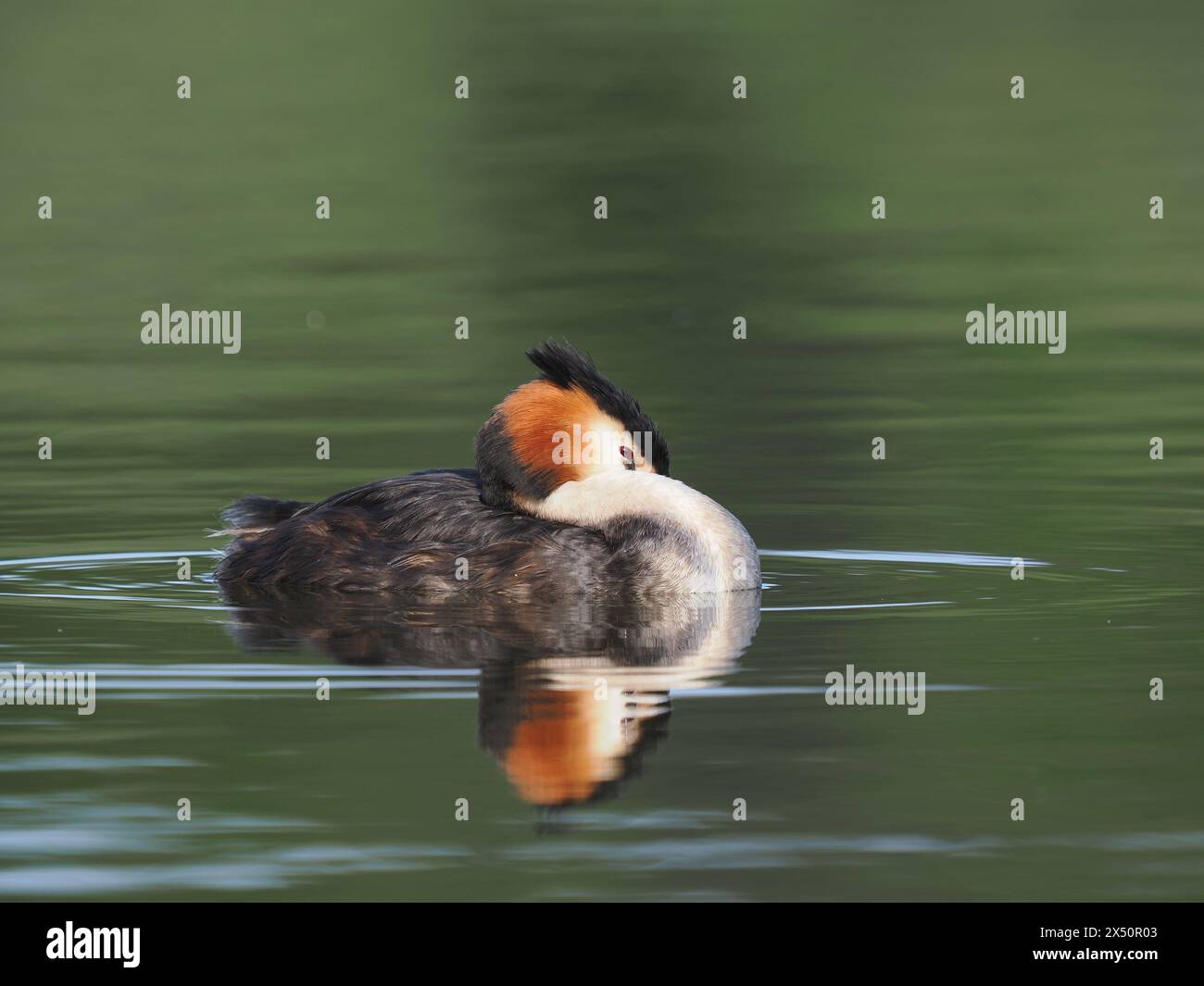 Grande piumaggio di riproduzione di grebe crestato. Foto Stock