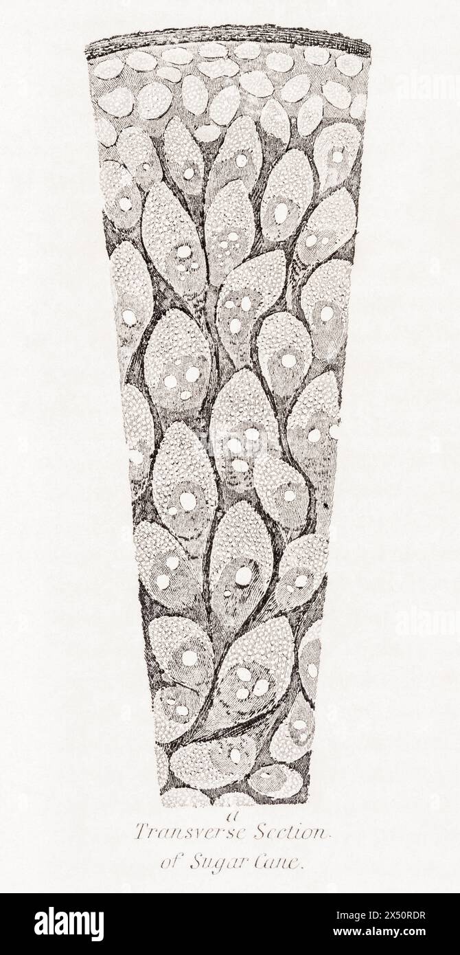 19° c. incisione botanica di sezione trasversale di canna da zucchero / Saccharum officinarum Pith. Un monocotyledon / monocot. Vedere Note. Foto Stock