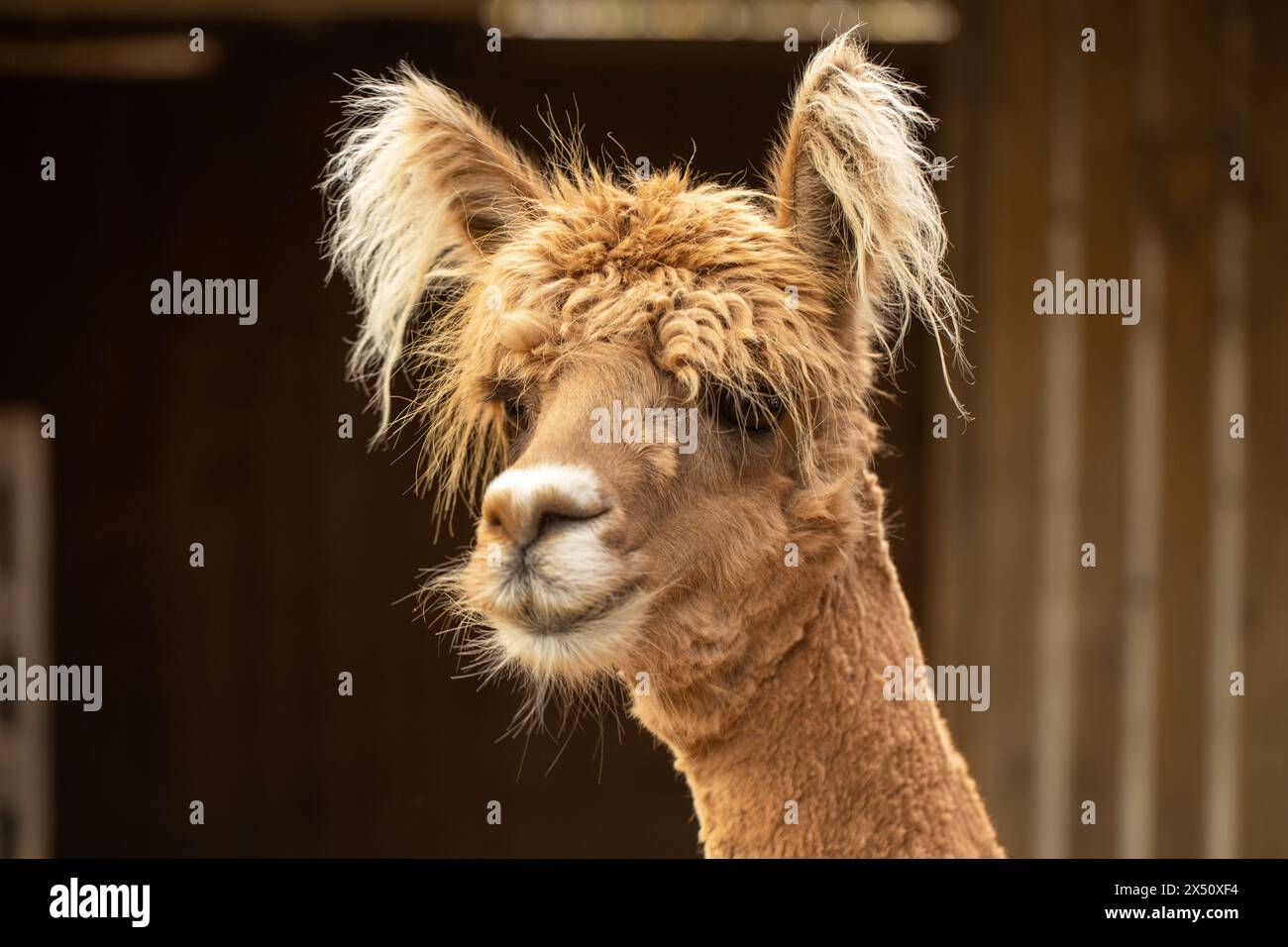 Primo piano di un affascinante lama con orecchie soffici e morbida pelliccia marrone Foto Stock