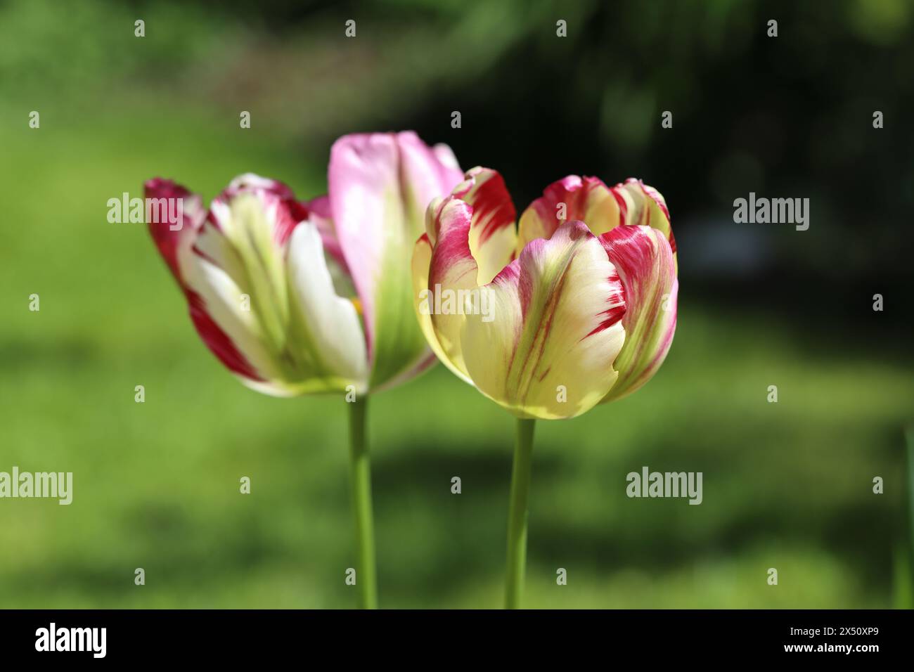 Primo piano di due splendidi tulipani Viridiflora della varietà Groenland con un'interessante variante di colore rosa e bianco cremoso su un blurr verde Foto Stock