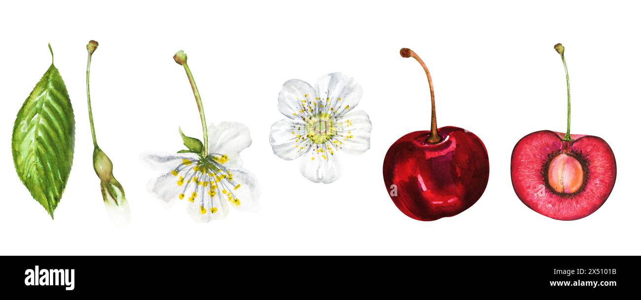 Set illustrativo acquerello di ciliegie, ciliegie mature e succose, fiori, foglie verdi, ciliegie con una fossa sul gambo. Ciliegie trafilate a mano per composit Foto Stock