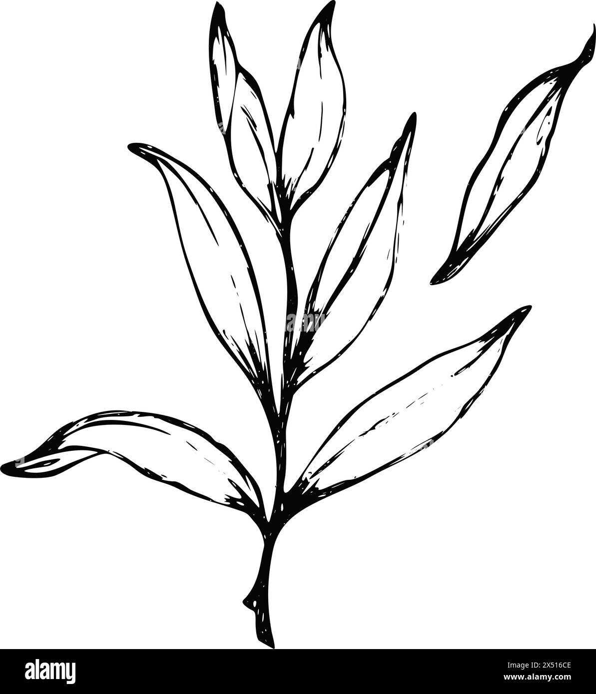 Rami e foglie del vettore. Elementi floreali disegnati a mano. Illustrazioni botaniche vintage. Illustrazione Vettoriale