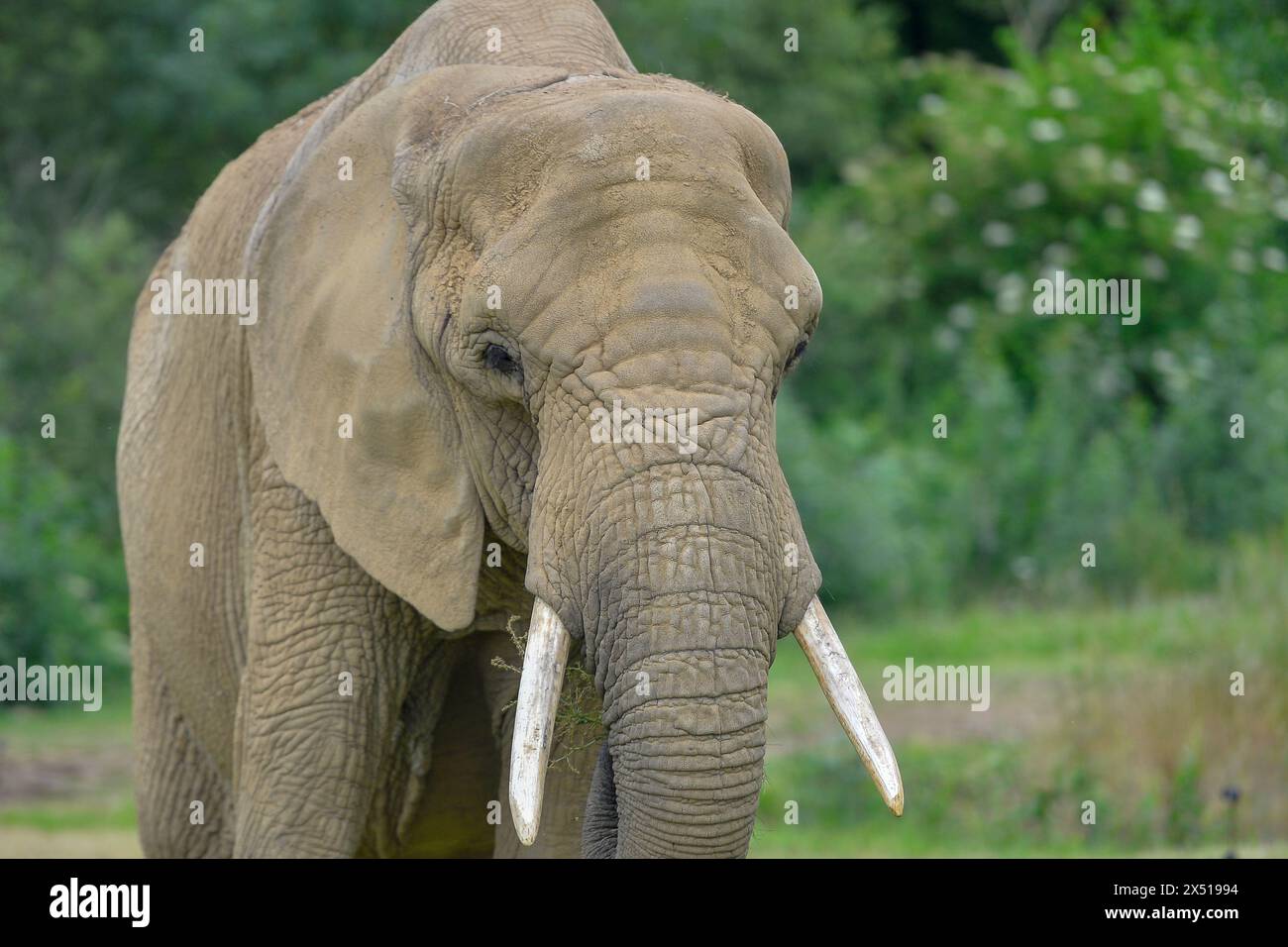 Francia - Port-Saint-Père, le samedi 8 juin 2019. Illustrazione Planète Sauvage - Eléphant d'Afrique. FNG Foto Stock