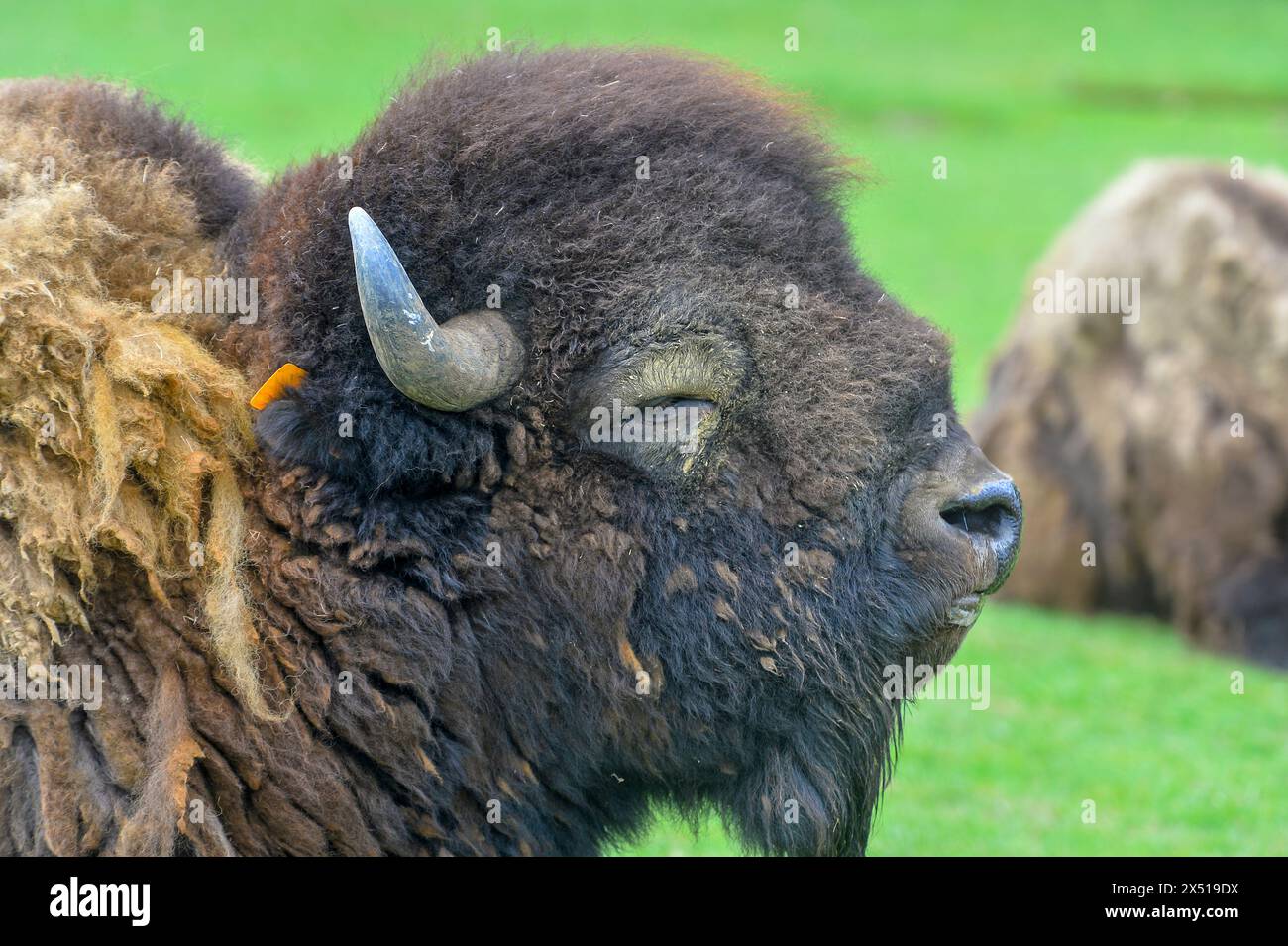 Francia - Port-Saint-Père, le samedi 8 juin 2019. Illustrazione Planète Sauvage - Bison des plaines. FNG Foto Stock