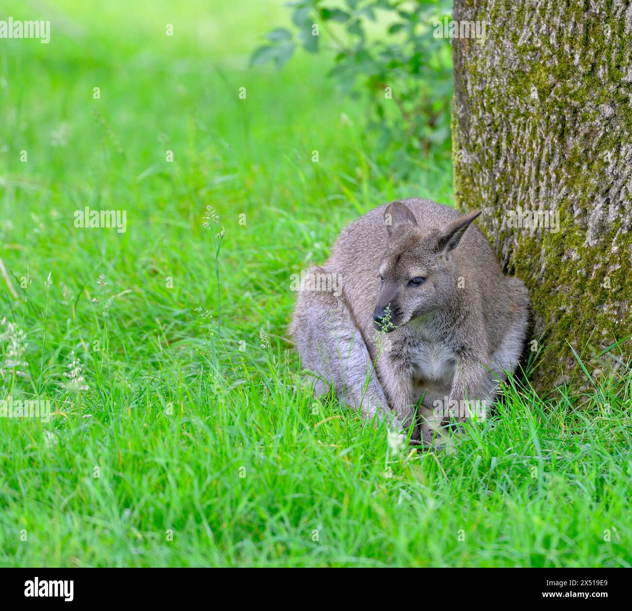 Francia - Port-Saint-Père, le samedi 8 juin 2019. Illustrazione Planète Sauvage - Wallaby de Bennett. FNG Foto Stock