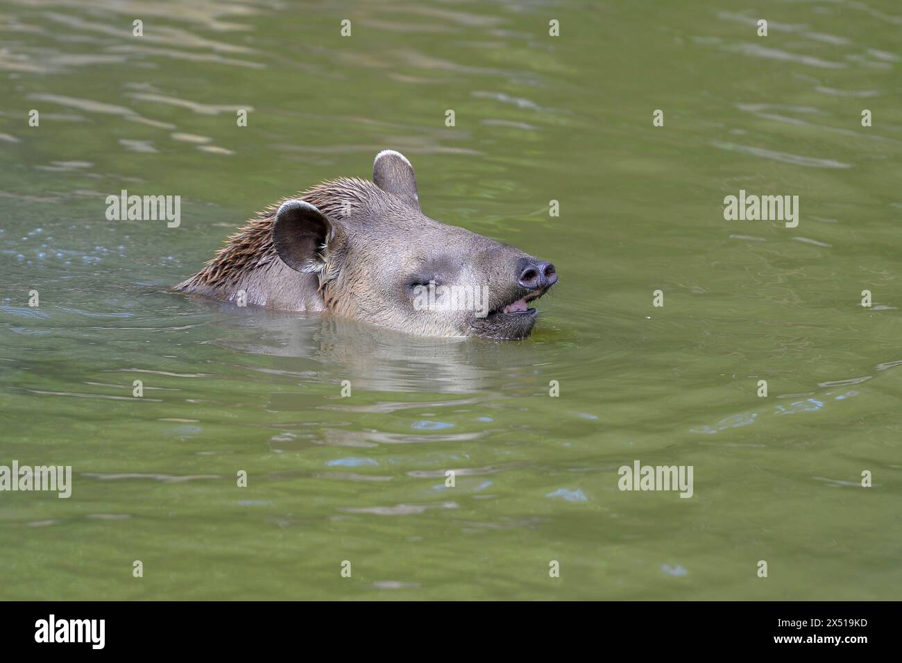 Francia - Port-Saint-Père, le samedi 8 juin 2019. Illustrazione Planète Sauvage - tapir. FNG Foto Stock