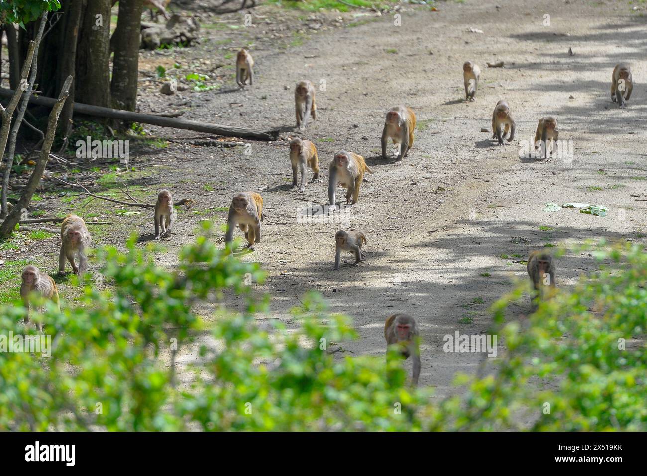 Francia - Port-Saint-Père, le samedi 8 juin 2019. Illustrazione Planète Sauvage - Macaque. FNG Foto Stock