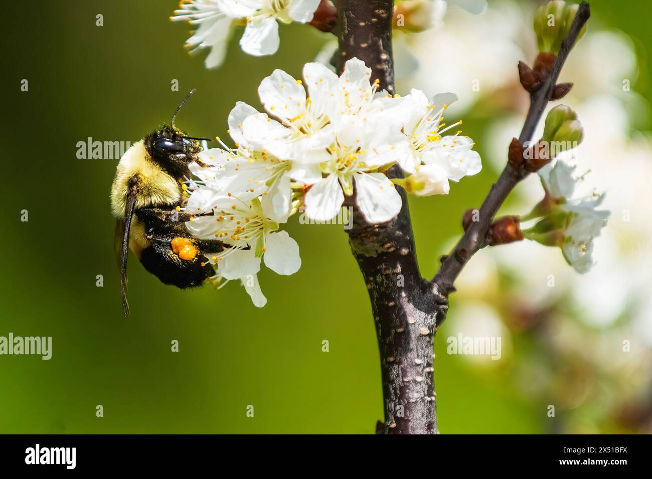 Bumblebee che raccoglie polline dai fiori di prugne della spiaggia Foto Stock