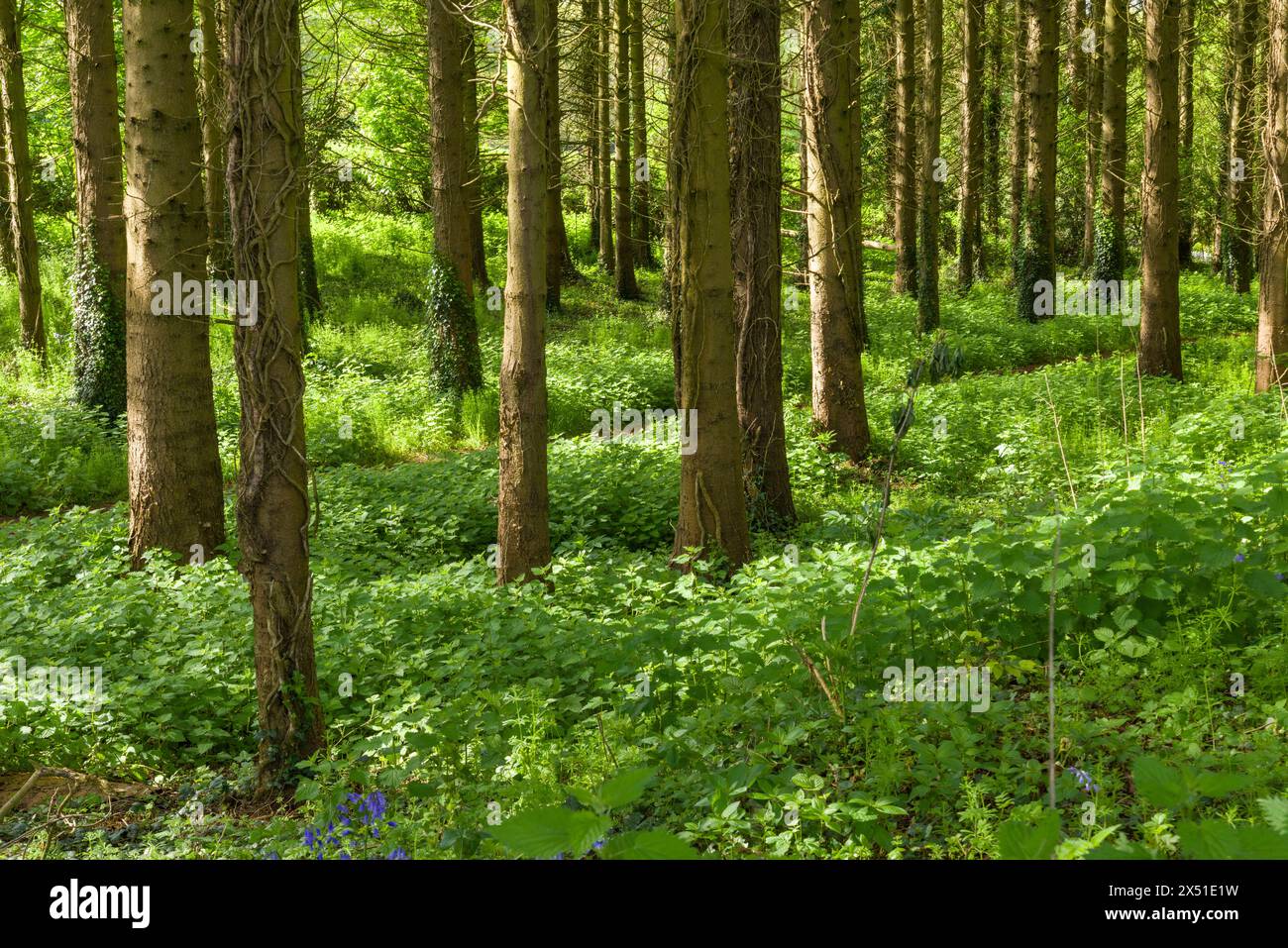 Ortica comune (Urtica dioica) che copre il pavimento di una piccola piantagione di conifere in primavera, nel Somerset settentrionale, in Inghilterra. Foto Stock