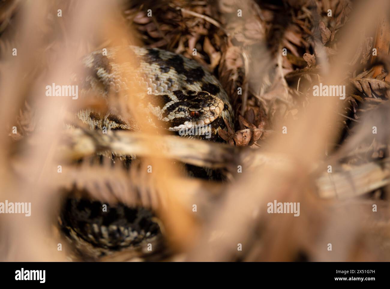 Un Adder che si crogiola al sole di mezzogiorno su una sponda rivolta a sud nel cuore della New Forest Hampshire, Inghilterra, nascosta tra le felci marroni essiccate. Foto Stock