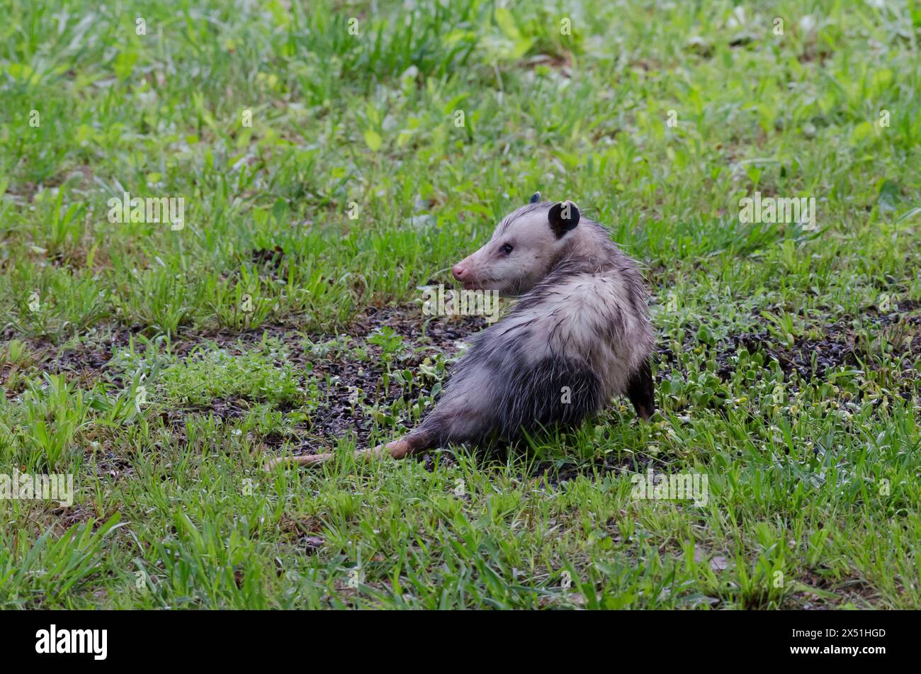 Virginia opossum, Didelphis virginiana Foto Stock