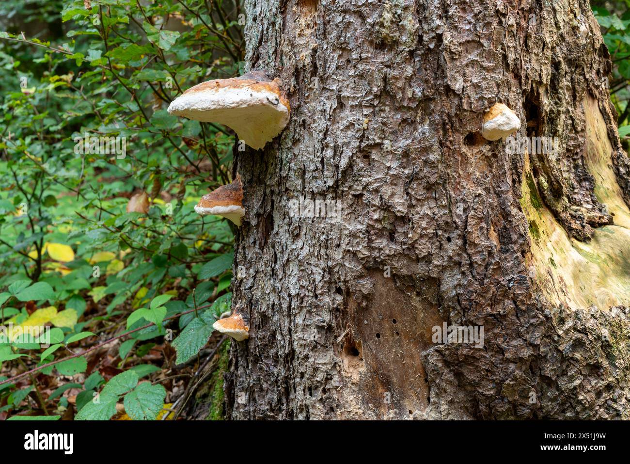 Vicino al fondo del vecchio albero con segni di decomposizione, buchi di insetti nel tronco, come corteccia danneggiata, corteccia mancante. Concetto di decadimento e malattia. Foto Stock