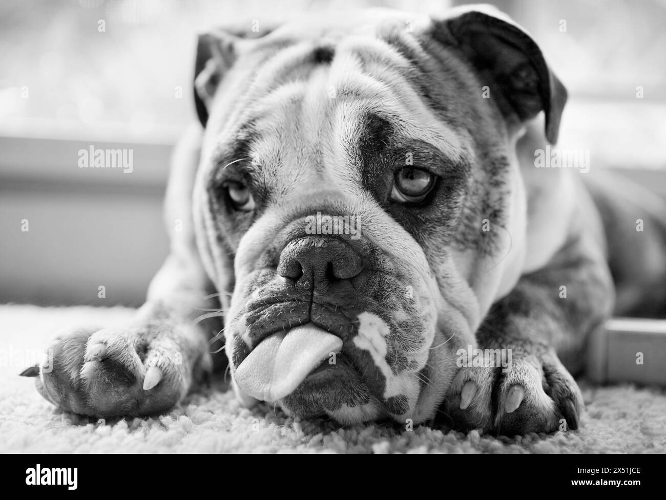 Bulldog inglese con la lingua che fuoriesce dalla bocca. Foto Stock